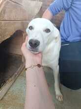 MONTY, Hund, Mischlingshund in Rumänien - Bild 1