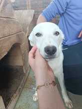 MONTY, Hund, Mischlingshund in Rumänien - Bild 5