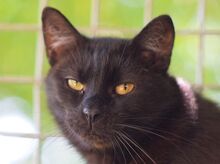 ROCKY, Katze, Europäisch Kurzhaar in Ungarn - Bild 1