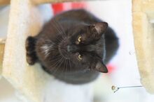 ROCKY, Katze, Europäisch Kurzhaar in Ungarn - Bild 2