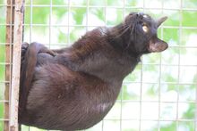 ROCKY, Katze, Europäisch Kurzhaar in Ungarn - Bild 3