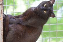ROCKY, Katze, Europäisch Kurzhaar in Ungarn - Bild 4