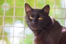 ROCKY, Katze, Europäisch Kurzhaar in Ungarn - Bild 5
