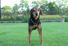 LOKI, Hund, Mischlingshund in Hagen - Bild 2