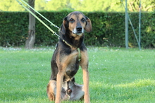 LOKI, Hund, Mischlingshund in Hagen - Bild 3
