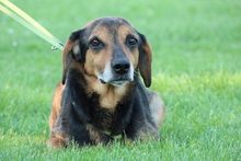 LOKI, Hund, Mischlingshund in Hagen - Bild 4