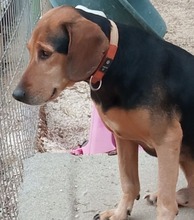 JIMMY, Hund, Mischlingshund in Griechenland - Bild 1