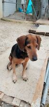 JIMMY, Hund, Mischlingshund in Griechenland - Bild 2