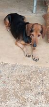 JIMMY, Hund, Mischlingshund in Griechenland - Bild 3