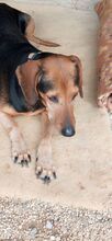 JIMMY, Hund, Mischlingshund in Griechenland - Bild 4