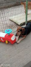 JIMMY, Hund, Mischlingshund in Griechenland - Bild 5