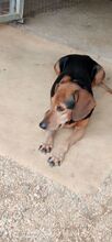 JIMMY, Hund, Mischlingshund in Griechenland - Bild 6