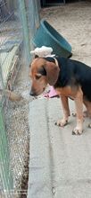 JIMMY, Hund, Mischlingshund in Griechenland - Bild 7