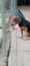 JIMMY, Hund, Mischlingshund in Griechenland - Bild 8