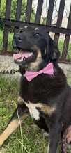 ALICE, Hund, Mischlingshund in Bulgarien - Bild 2