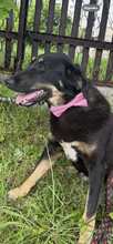 ALICE, Hund, Mischlingshund in Bulgarien - Bild 3
