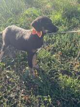 ALICE, Hund, Mischlingshund in Bulgarien - Bild 4