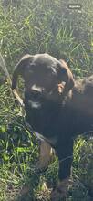 ALICE, Hund, Mischlingshund in Bulgarien - Bild 5