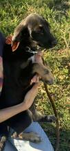 ALICE, Hund, Mischlingshund in Bulgarien - Bild 6