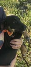 ALICE, Hund, Mischlingshund in Bulgarien - Bild 7