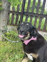 ALICE, Hund, Mischlingshund in Bulgarien - Bild 8