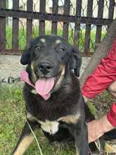 ALICE, Hund, Mischlingshund in Bulgarien - Bild 9