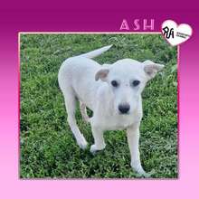 ASH, Hund, Mischlingshund in Bulgarien - Bild 1