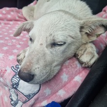 ASH, Hund, Mischlingshund in Bulgarien - Bild 10