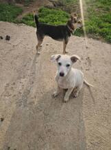 ASH, Hund, Mischlingshund in Bulgarien - Bild 11