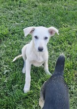 ASH, Hund, Mischlingshund in Bulgarien - Bild 2