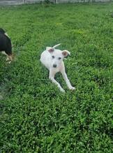 ASH, Hund, Mischlingshund in Bulgarien - Bild 3