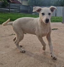 ASH, Hund, Mischlingshund in Bulgarien - Bild 4