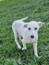 ASH, Hund, Mischlingshund in Bulgarien - Bild 6