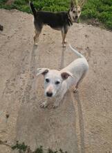 ASH, Hund, Mischlingshund in Bulgarien - Bild 7