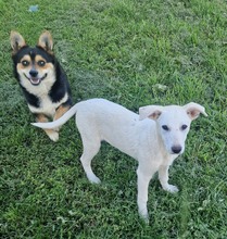 ASH, Hund, Mischlingshund in Bulgarien - Bild 8