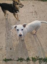 ASH, Hund, Mischlingshund in Bulgarien - Bild 9