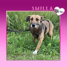 SMILLA, Hund, Mischlingshund in Marnheim