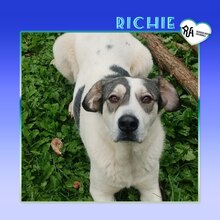 RICHIE, Hund, Mischlingshund in Bulgarien - Bild 1