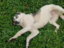 RICHIE, Hund, Mischlingshund in Bulgarien - Bild 2