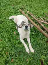 RICHIE, Hund, Mischlingshund in Bulgarien - Bild 3