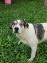 RICHIE, Hund, Mischlingshund in Bulgarien - Bild 4