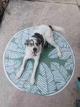 RICHIE, Hund, Mischlingshund in Bulgarien - Bild 5