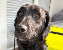 COCO, Hund, Mischlingshund in Münster - Bild 1