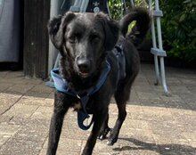 COCO, Hund, Mischlingshund in Münster - Bild 10