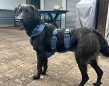 COCO, Hund, Mischlingshund in Münster - Bild 12