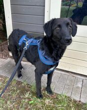 COCO, Hund, Mischlingshund in Münster - Bild 13