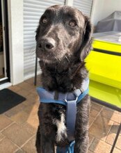 COCO, Hund, Mischlingshund in Münster - Bild 14