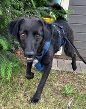 COCO, Hund, Mischlingshund in Münster - Bild 15