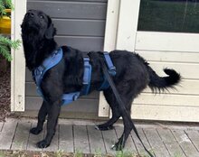 COCO, Hund, Mischlingshund in Münster - Bild 16
