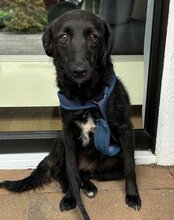 COCO, Hund, Mischlingshund in Münster - Bild 2
